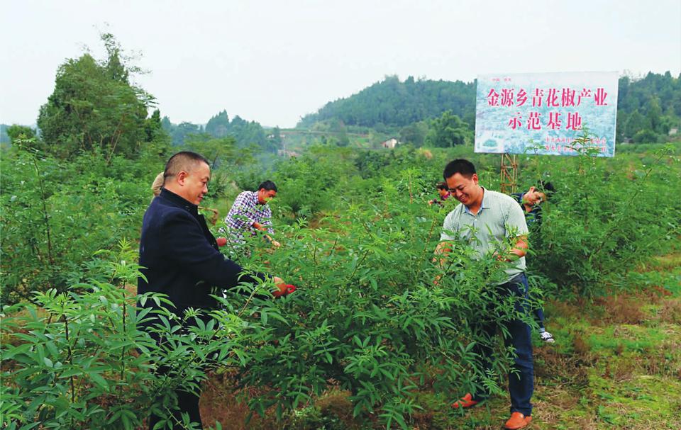 花椒产业园助残疾人增收