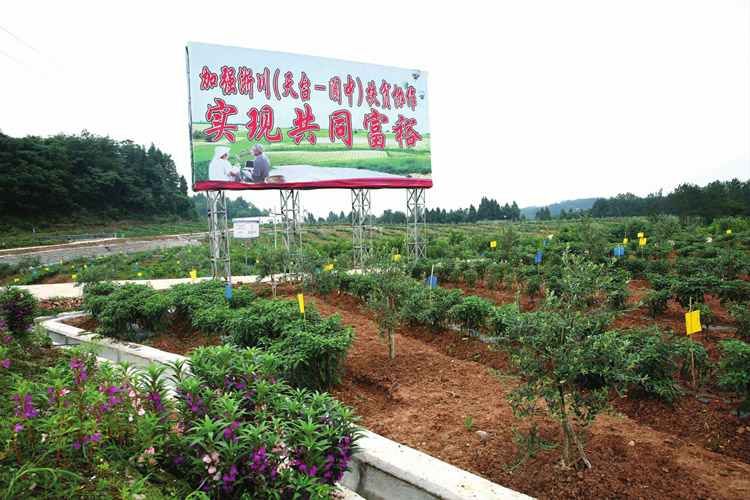 阆中市石龙镇磨合村辣椒油橄榄脱贫奔康产业园