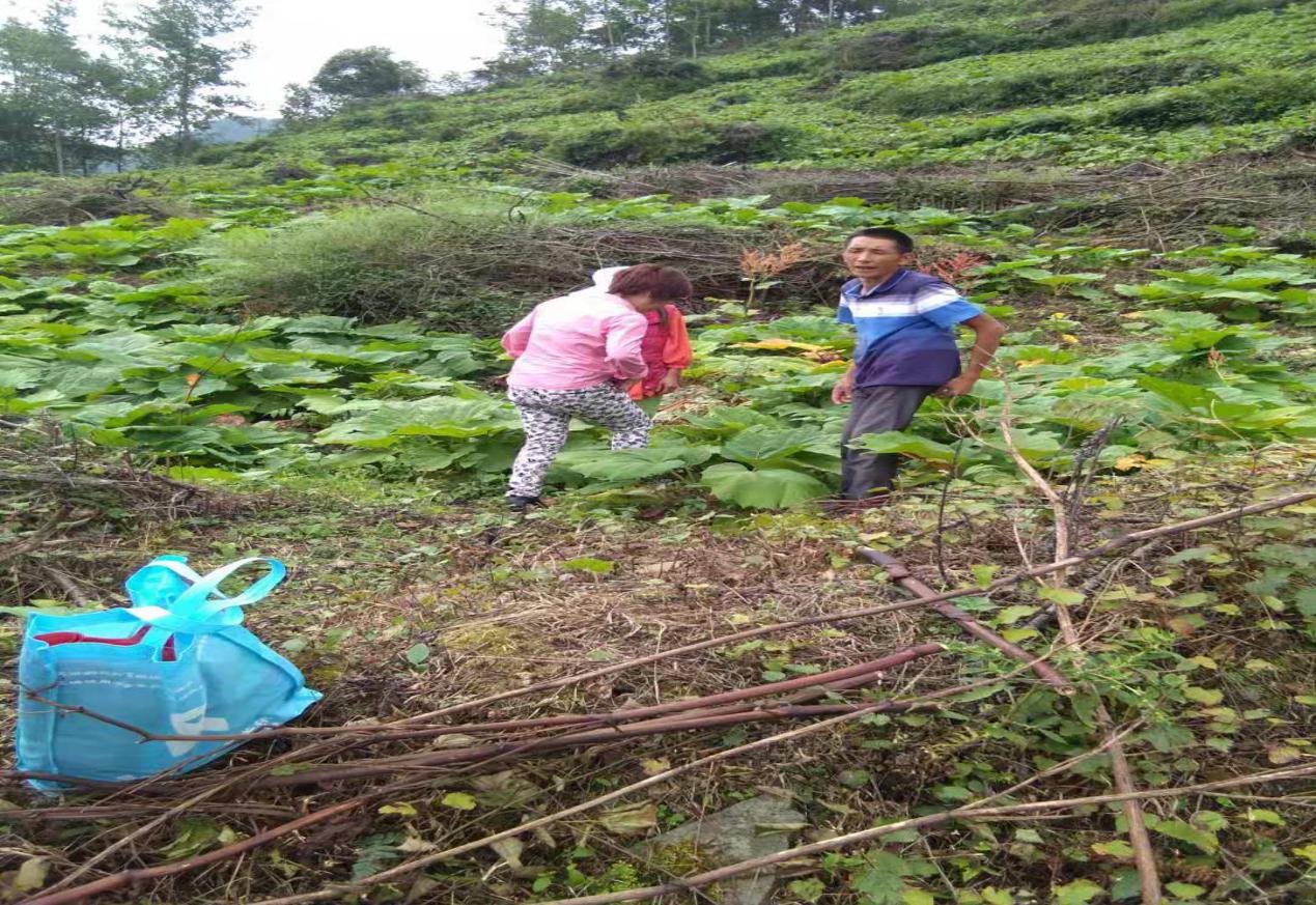 “驼背”组长与他的大黄种植基地