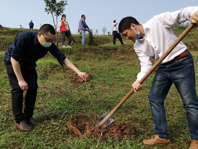 图片：江阳区残联理事长伍维良在植树活动中为大家做表率