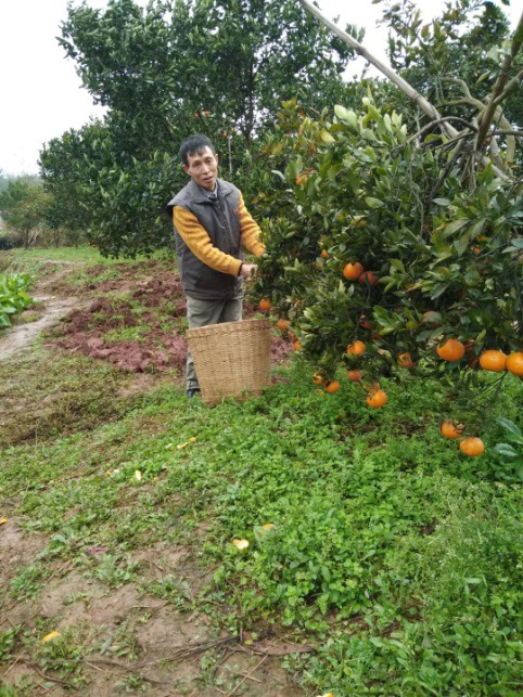 聂富文在自家种植的柑橘地里采摘
