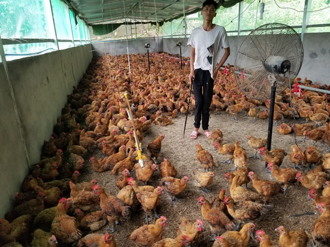 段刚在自己的养鸡场