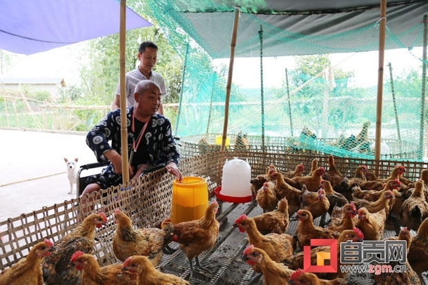 图片：坐在轮椅上的韦从国正在喂鸡