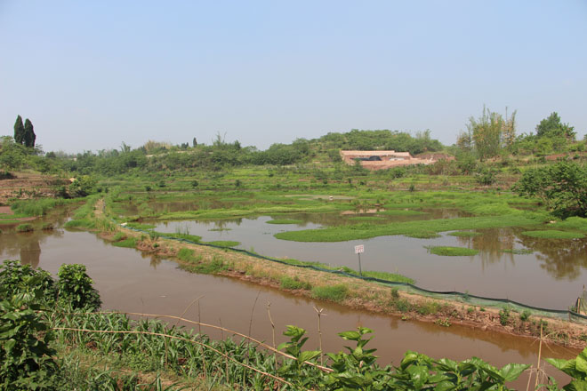 图片：龙虾养殖基地全景